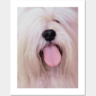 Fluffy Dog Tongue Out Posters and Art
